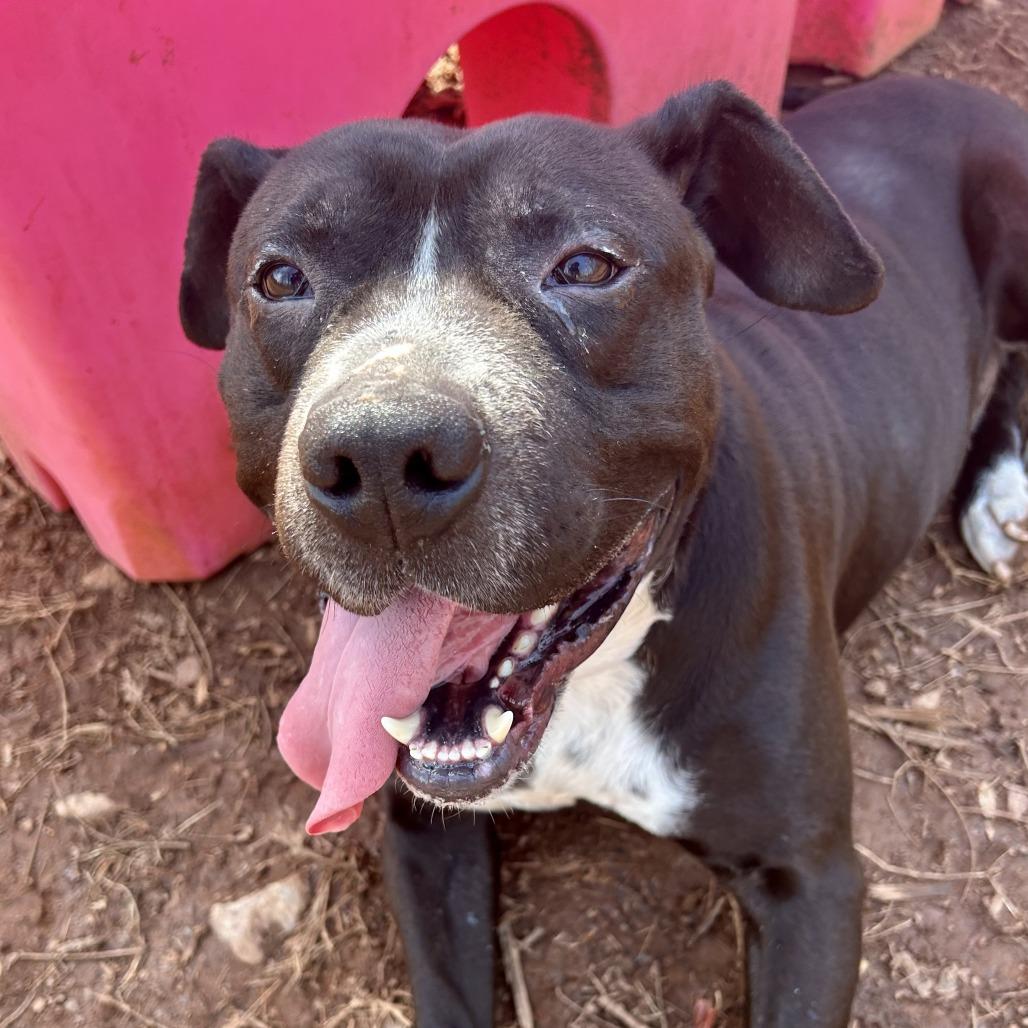 Willie — thumbnail 2