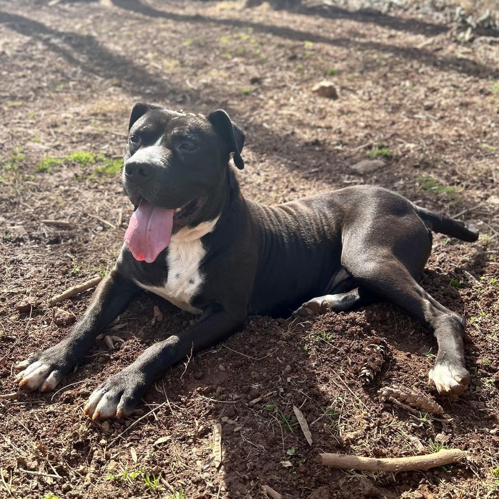 Willie — thumbnail 3