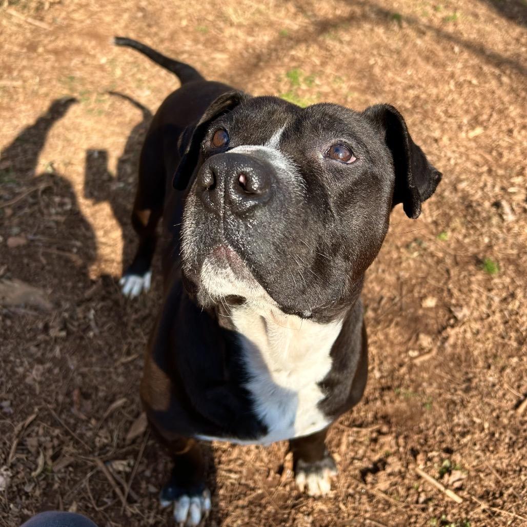 Willie — thumbnail 4