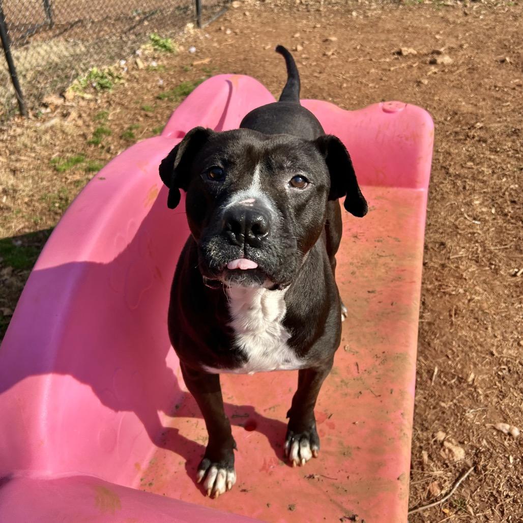 Willie — thumbnail 5