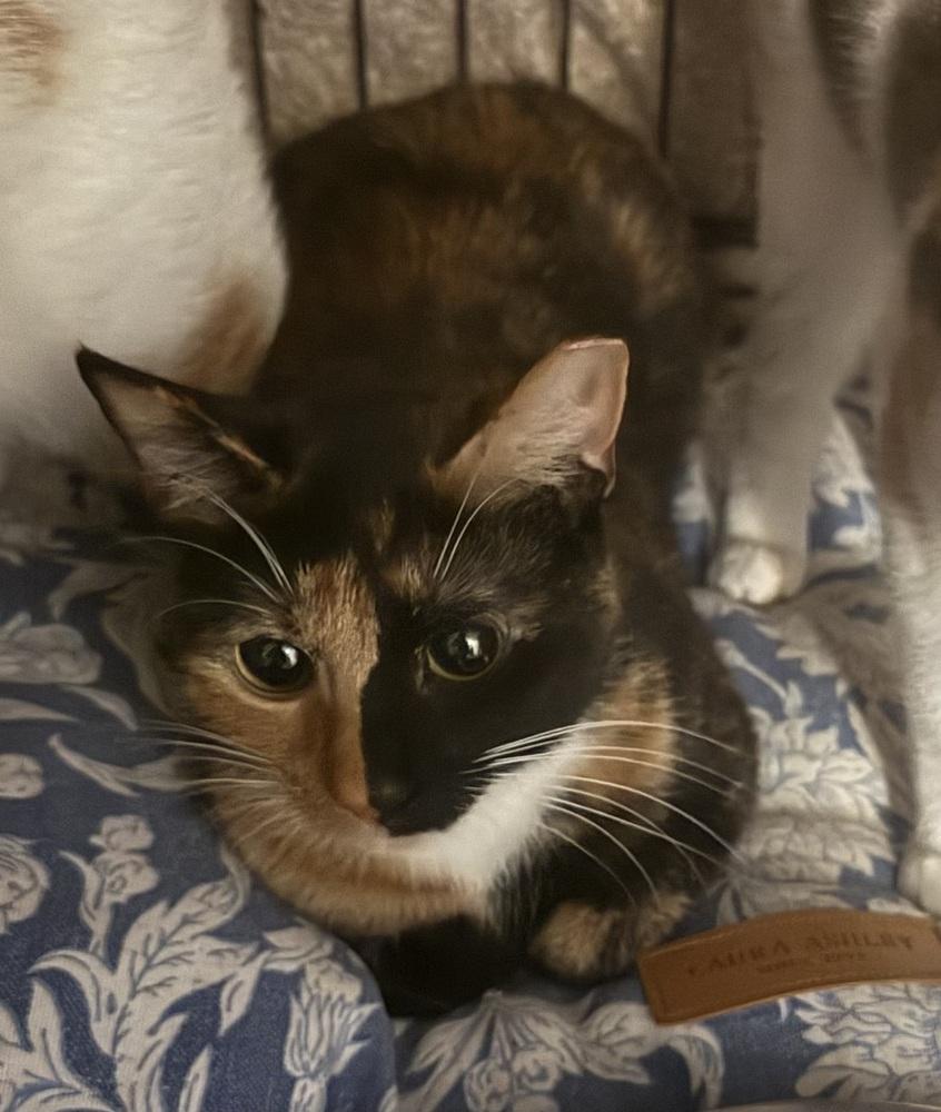 Misty, Adoptable, Adult Female Domestic Short Hair.