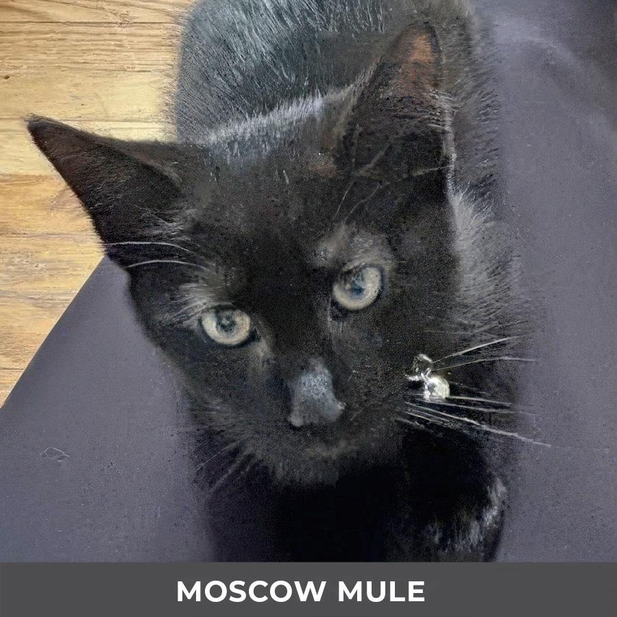 Enlarge Moscow Mule, a Adoptable Domestic Short Hair in Etobicoke, ON image 3/3