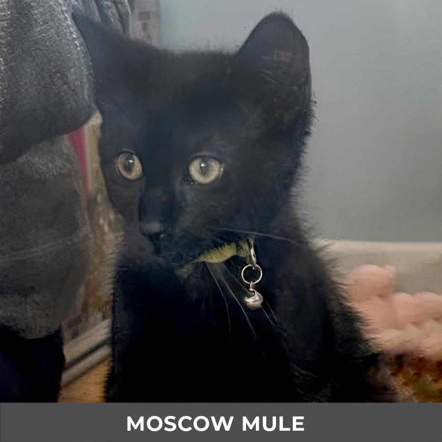Enlarge Moscow Mule, a Adoptable Domestic Short Hair in Etobicoke, ON image 1/3
