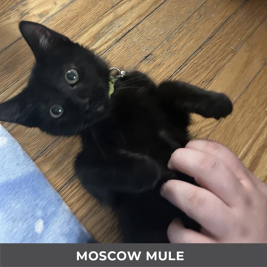 Enlarge Moscow Mule, a Adoptable Domestic Short Hair in Etobicoke, ON image 2/3