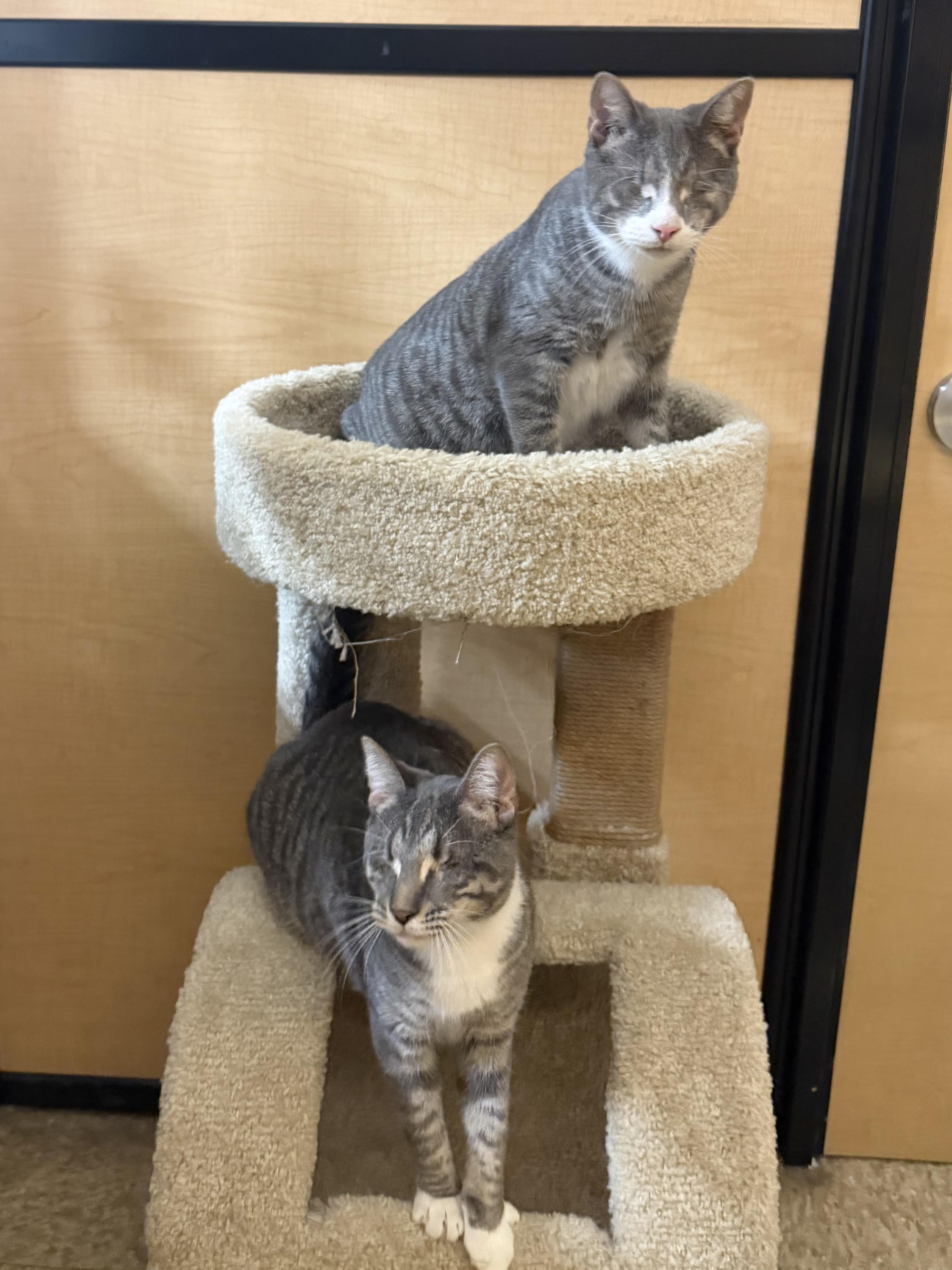 Enlarge Nemo, an adoptable Domestic Short Hair in Springfield, PA image 5/6