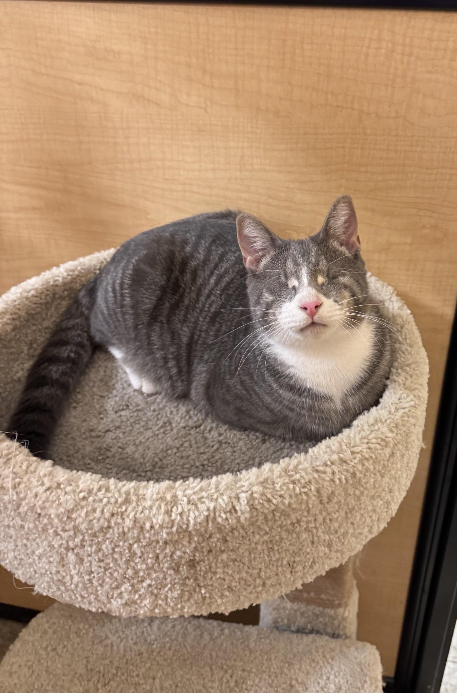 Nemo, adoptable, Kitten Male Domestic Short Hair.