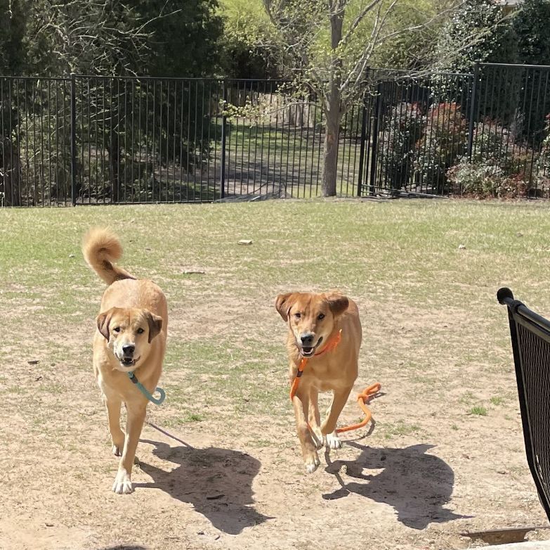 Mina & Ava (Bonded Pair) photo 4