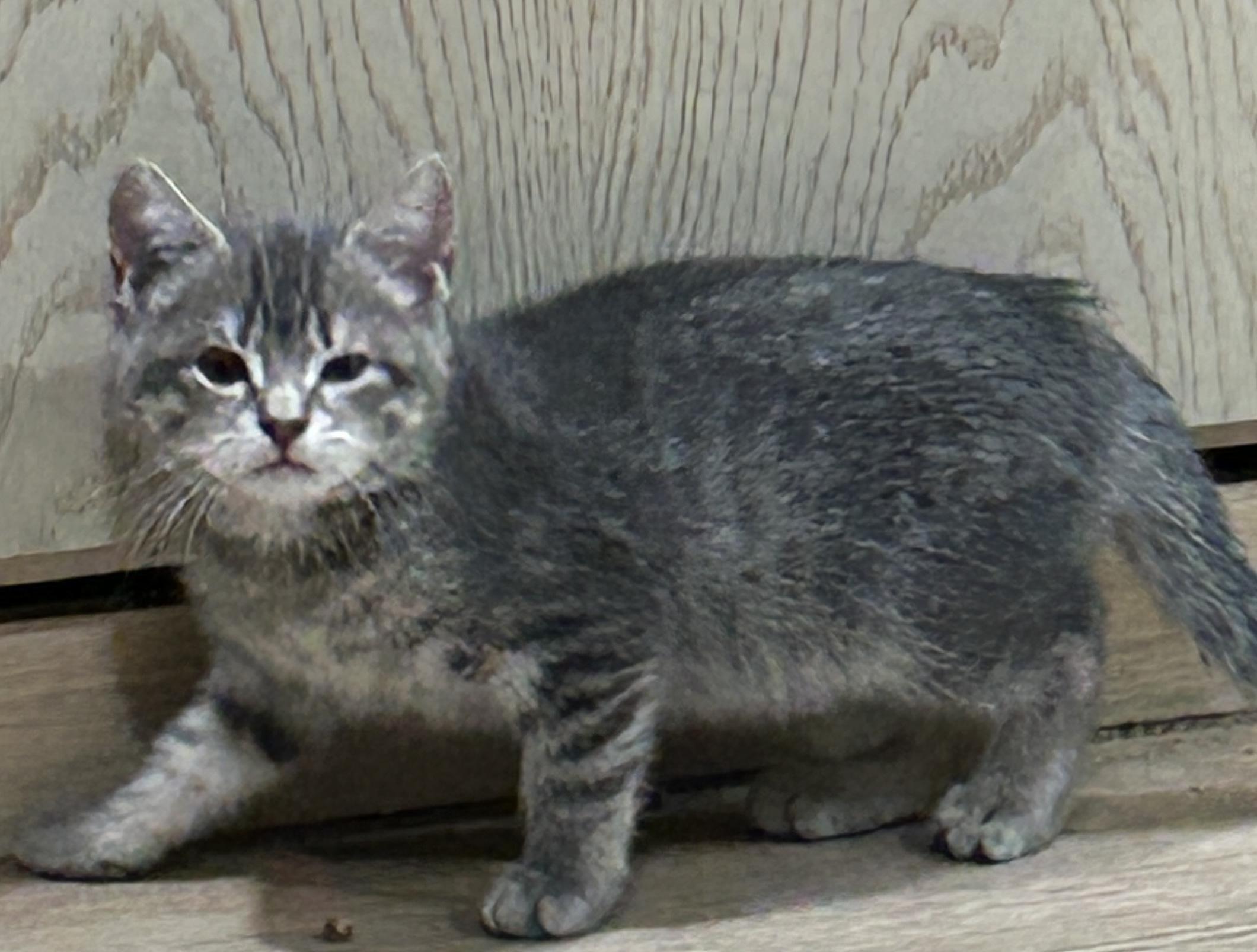 Enlarge Allie, a Adopted mixed breed in Havertown, PA image 1/3