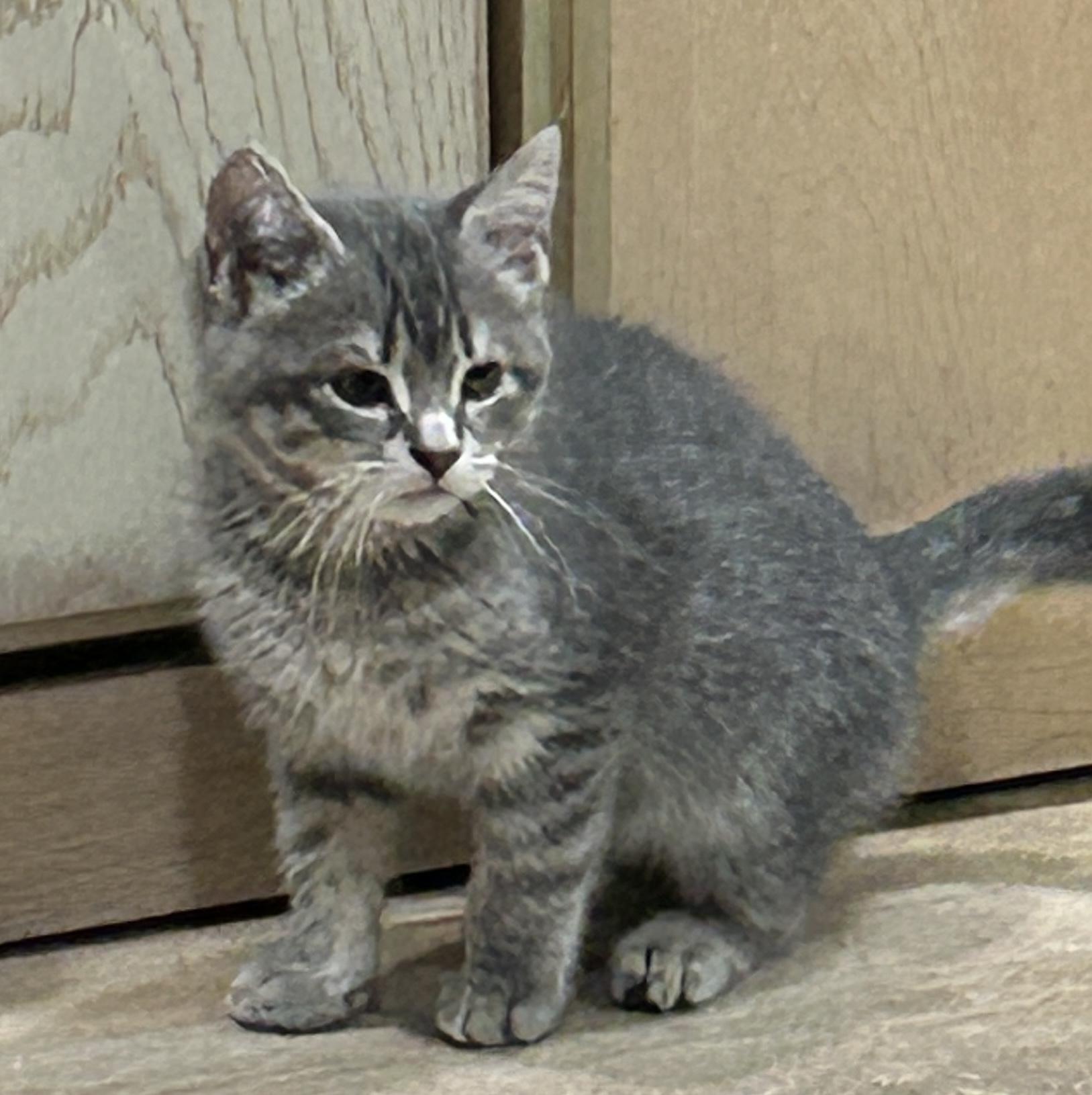 Enlarge Allie, a Adopted mixed breed in Havertown, PA image 2/3