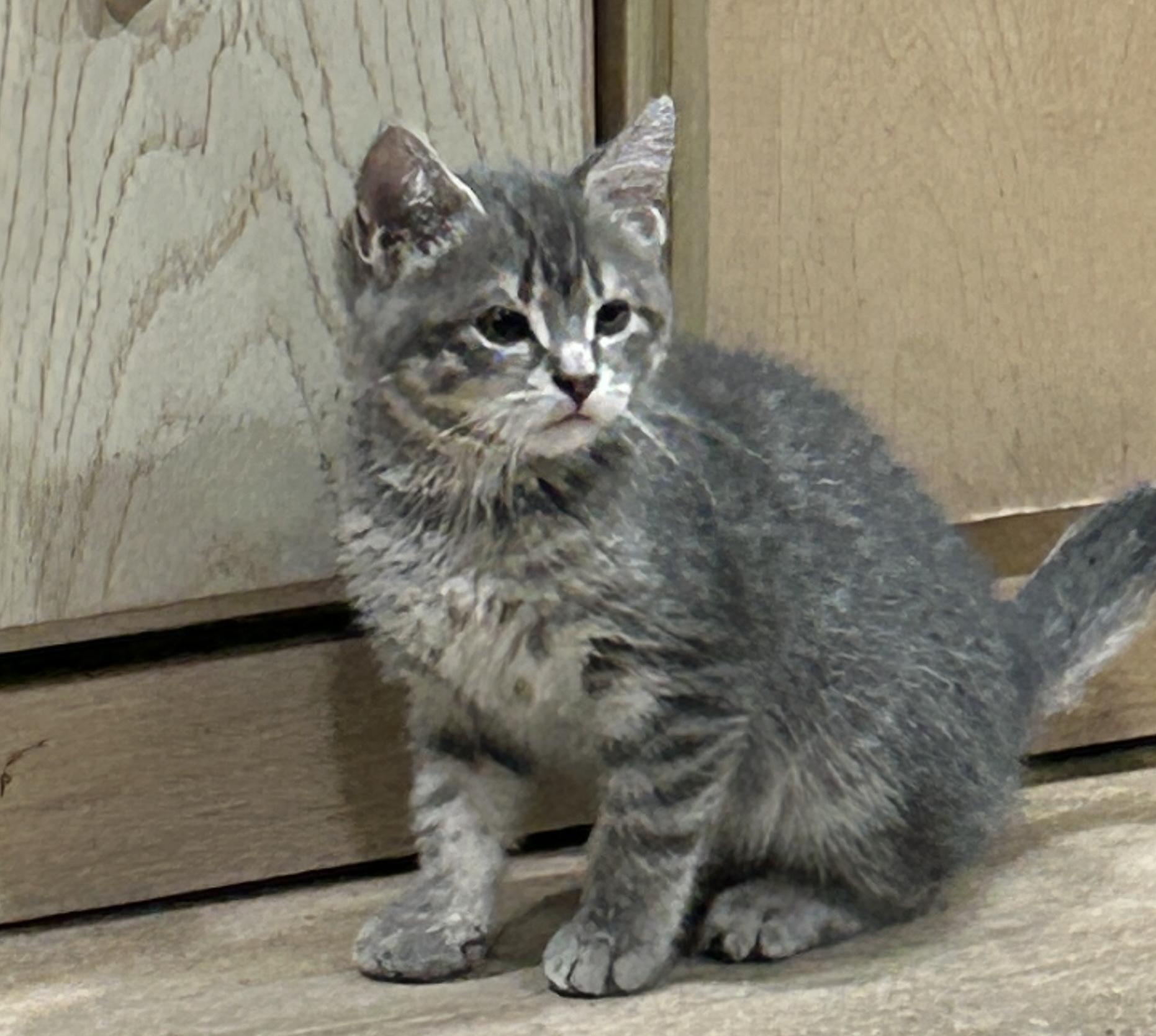 Allie, Adopted, Young Female Domestic Short Hair.