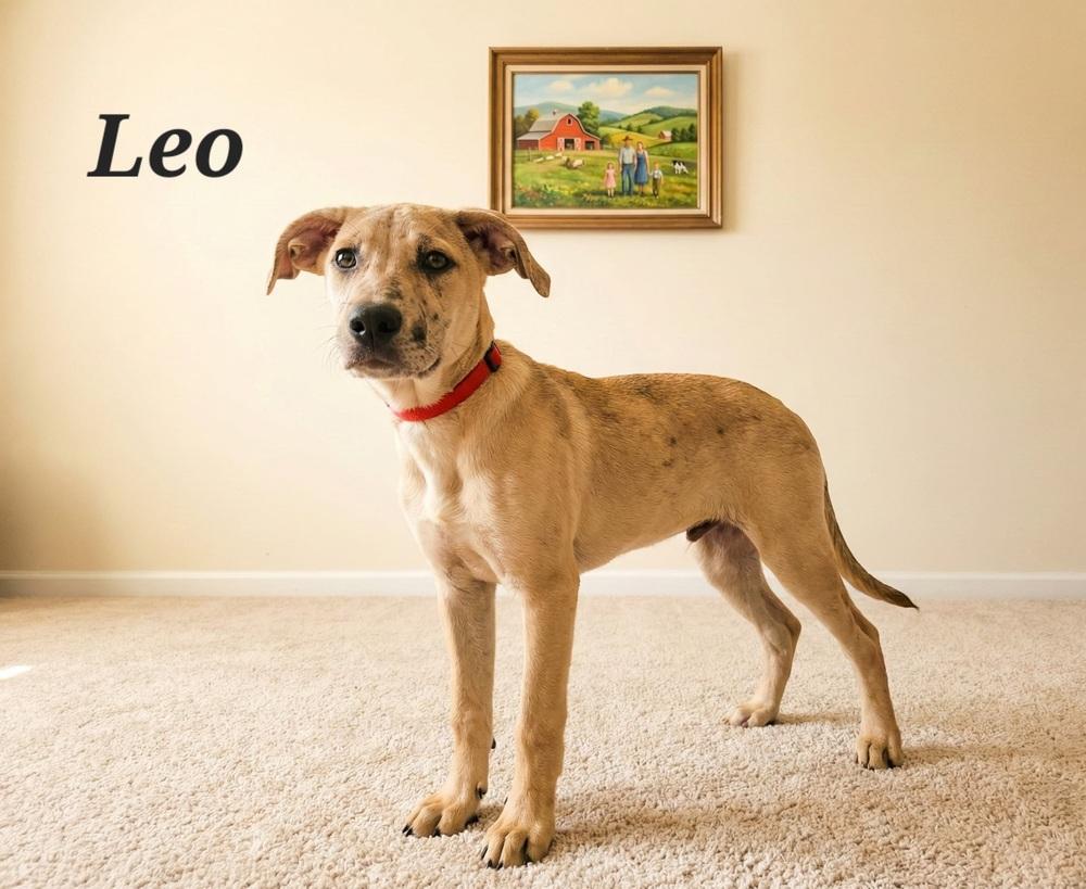 Enlarge Leo, a Adoptable mixed breed in Monroe, LA image 1/1