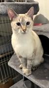 Enlarge Willow, a ADOPTABLE mixed breed in Lead, SD image 2/6