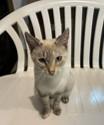 Enlarge Willow, an adopted mixed breed in Lead, SD image 1/6