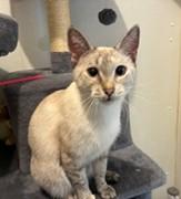 Enlarge Willow, a ADOPTABLE mixed breed in Lead, SD image 5/6