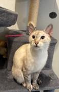 Enlarge Willow, a ADOPTABLE mixed breed in Lead, SD image 6/6