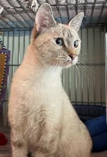 Enlarge Willow, a ADOPTABLE mixed breed in Lead, SD image 3/6