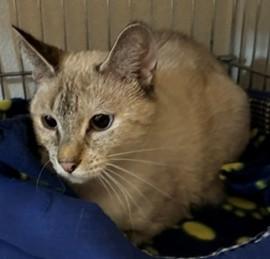 Enlarge Willow, a ADOPTABLE mixed breed in Lead, SD image 4/6