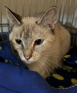 Enlarge Willow, a ADOPTABLE mixed breed in Lead, SD image 1/6