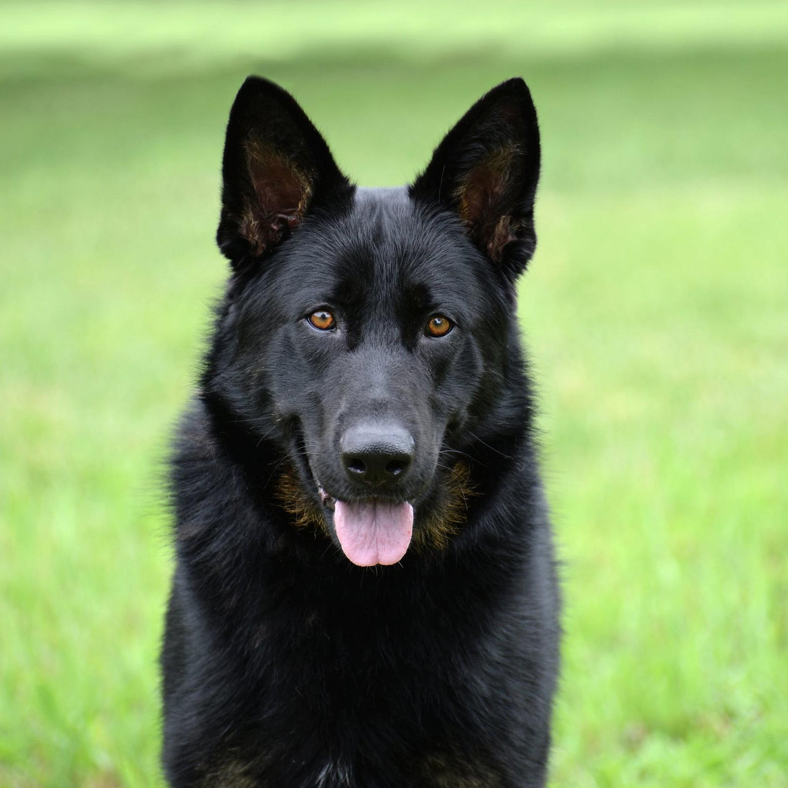 Jax (aka Jackson)*PENDING, Adoptable, Young Male German Shepherd Dog.