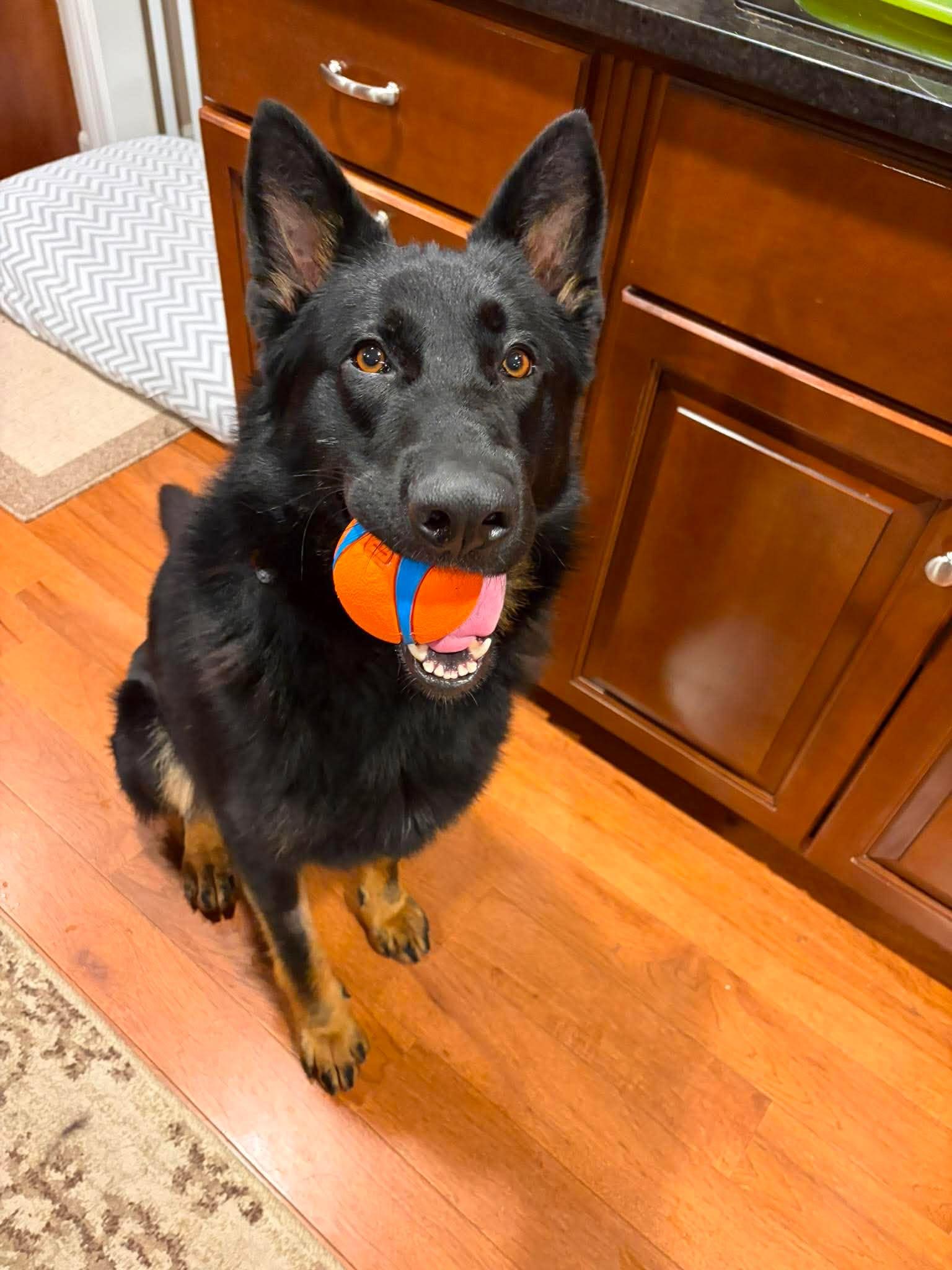 Jax (aka Jackson)*PENDING, a Adoptable German Shepherd Dog in Gretna, NE image 2/3