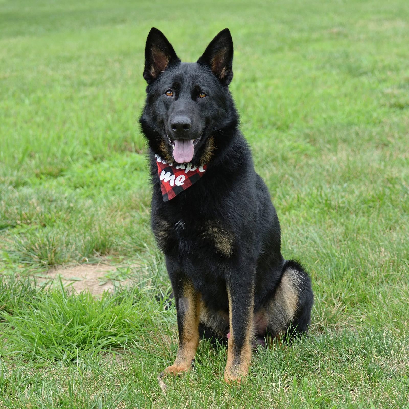 Jax (aka Jackson)*PENDING, a Adoptable German Shepherd Dog in Gretna, NE image 3/3