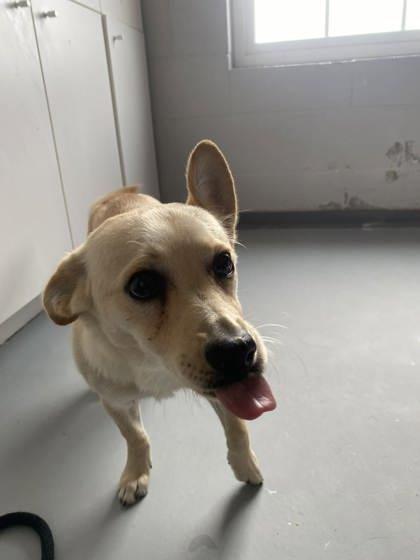 Peanut 51400, ADOPTABLE, Adult Male Mixed Breed.