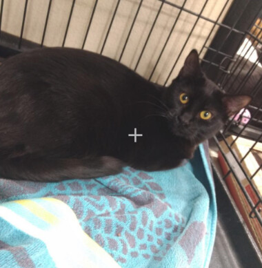 Hope, a Adoptable mixed breed in Henderson, NV image 1/2