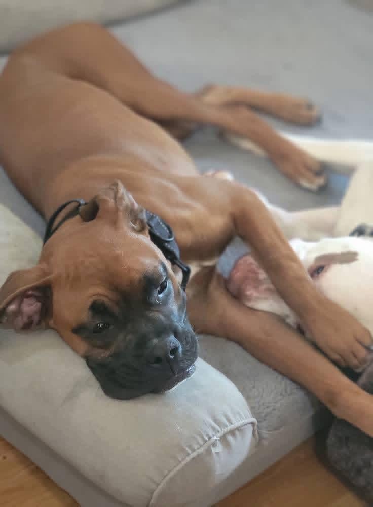 Ruby, a ADOPTABLE Boxer in Fountaintown, IN image 3/6
