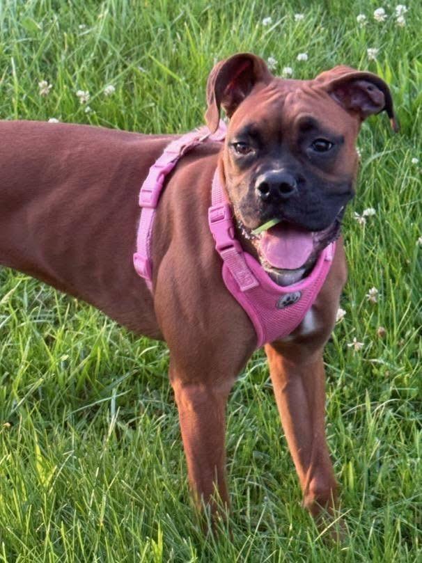 Ruby, a ADOPTABLE Boxer in Fountaintown, IN image 5/6