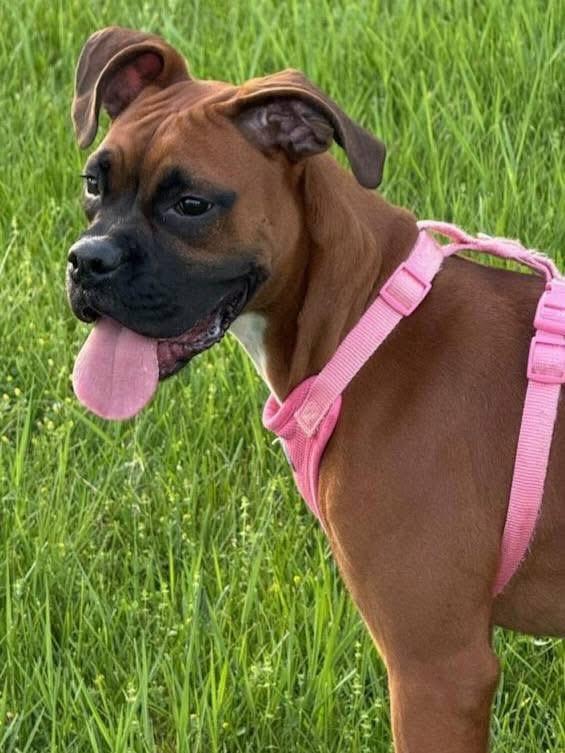 Ruby, ADOPTABLE, Young Female Boxer.