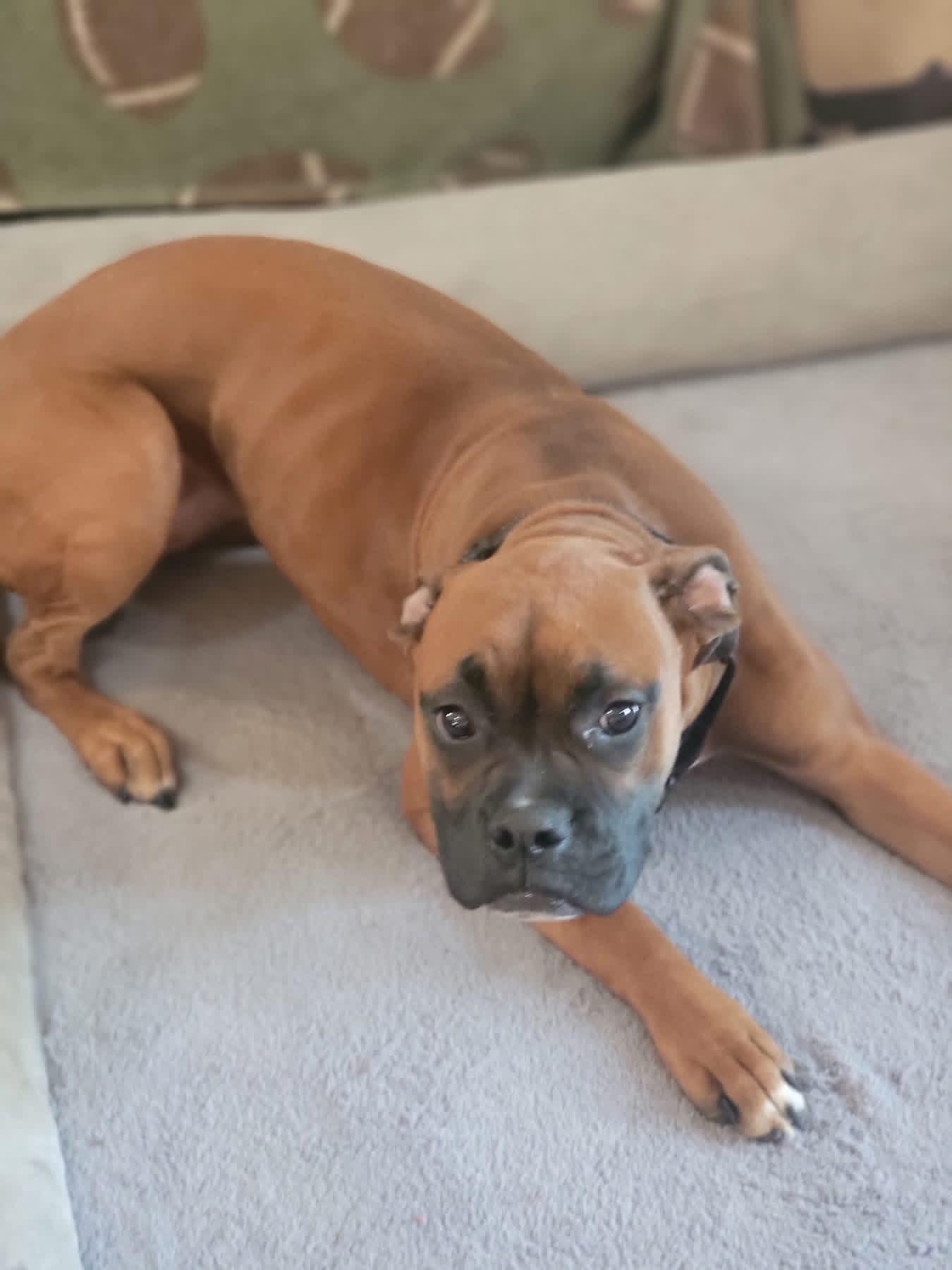 Ruby, a ADOPTABLE Boxer in Fountaintown, IN image 4/6