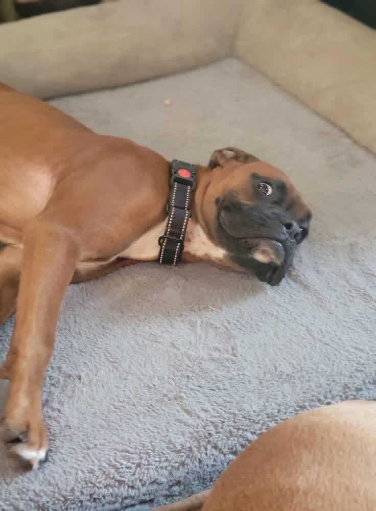 Ruby, a ADOPTABLE Boxer in Fountaintown, IN image 6/6