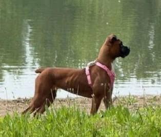 Ruby, a ADOPTABLE Boxer in Fountaintown, IN image 2/6