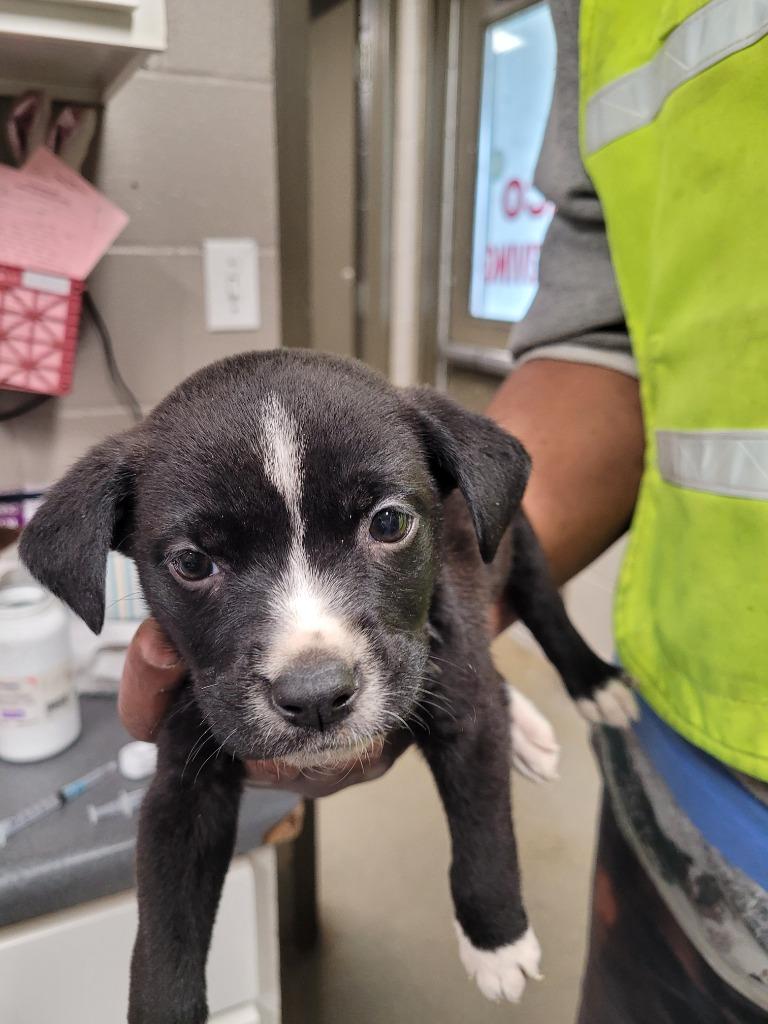 Enlarge Blake/Sylis, a Adoptable mixed breed in Hopkinsville, KY image 1/6