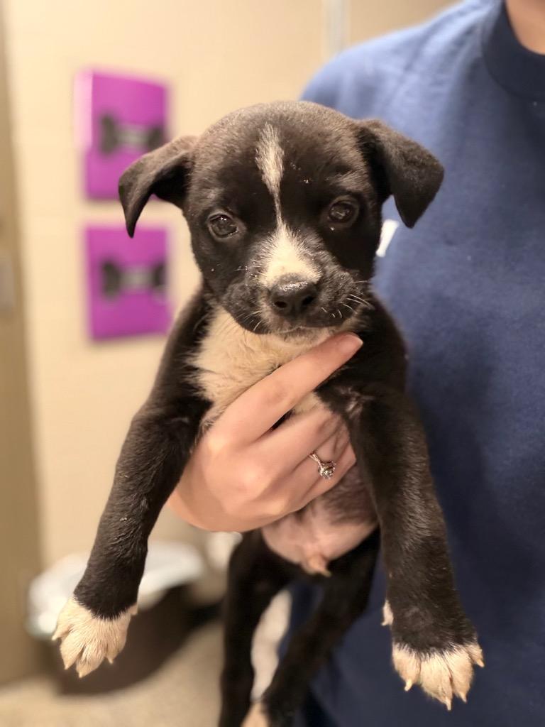 Enlarge Blake/Sylis, a Adoptable mixed breed in Hopkinsville, KY image 2/6