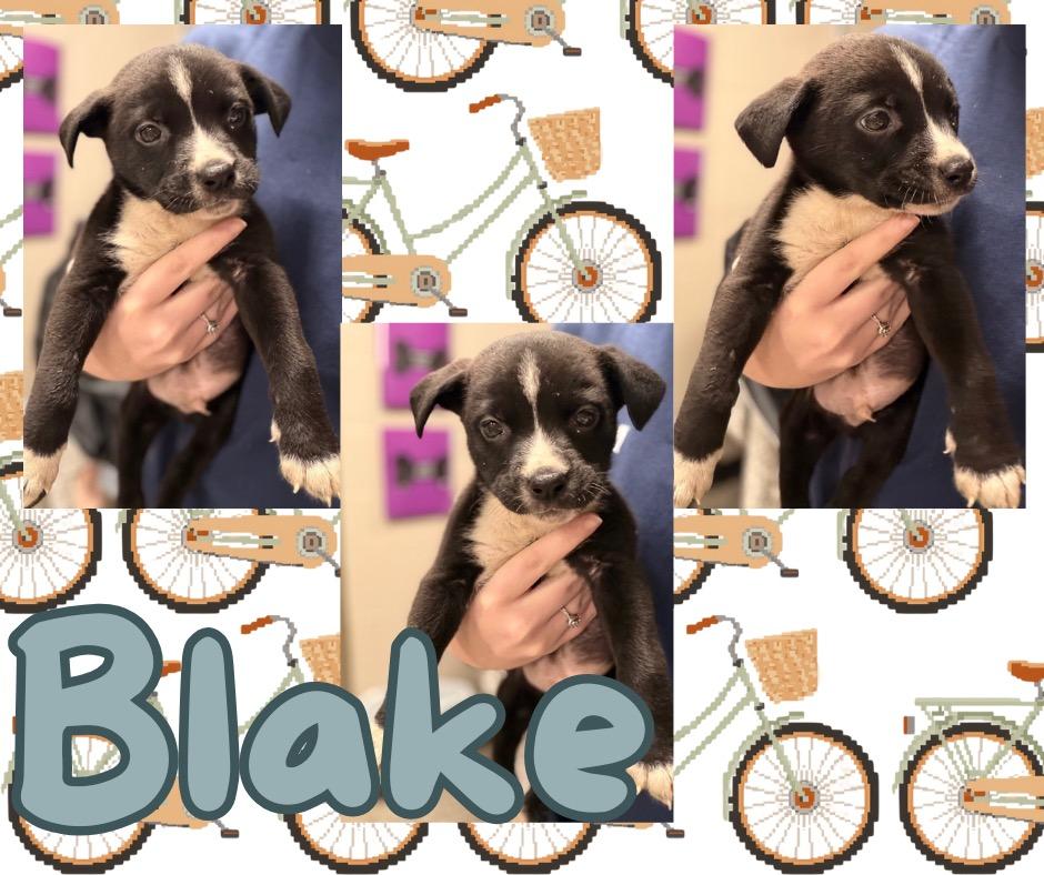 Enlarge Blake/Sylis, a Adoptable mixed breed in Hopkinsville, KY image 3/6