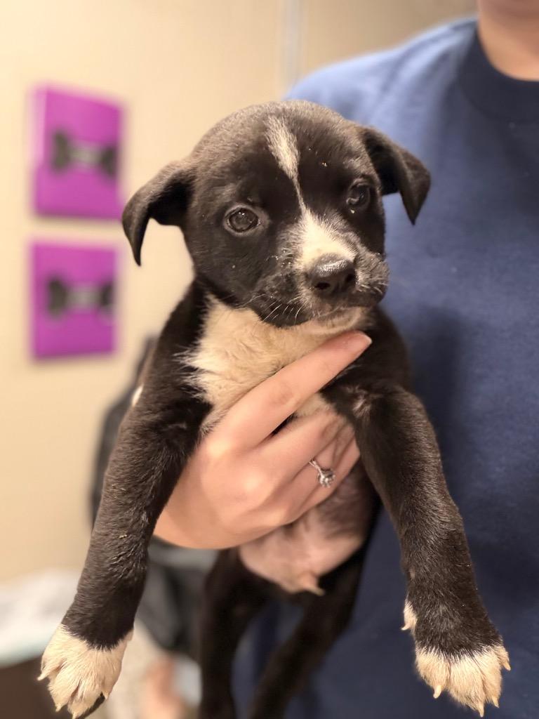 Enlarge Blake/Sylis, a Adoptable mixed breed in Hopkinsville, KY image 4/6