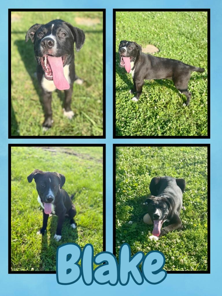 Enlarge Blake/Sylis, a Adoptable mixed breed in Hopkinsville, KY image 5/6
