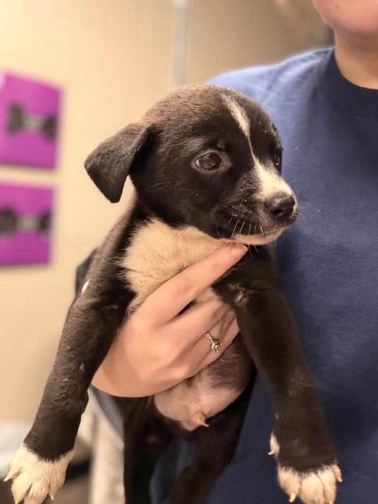 Enlarge Blake/Sylis, a Adoptable mixed breed in Hopkinsville, KY image 6/6