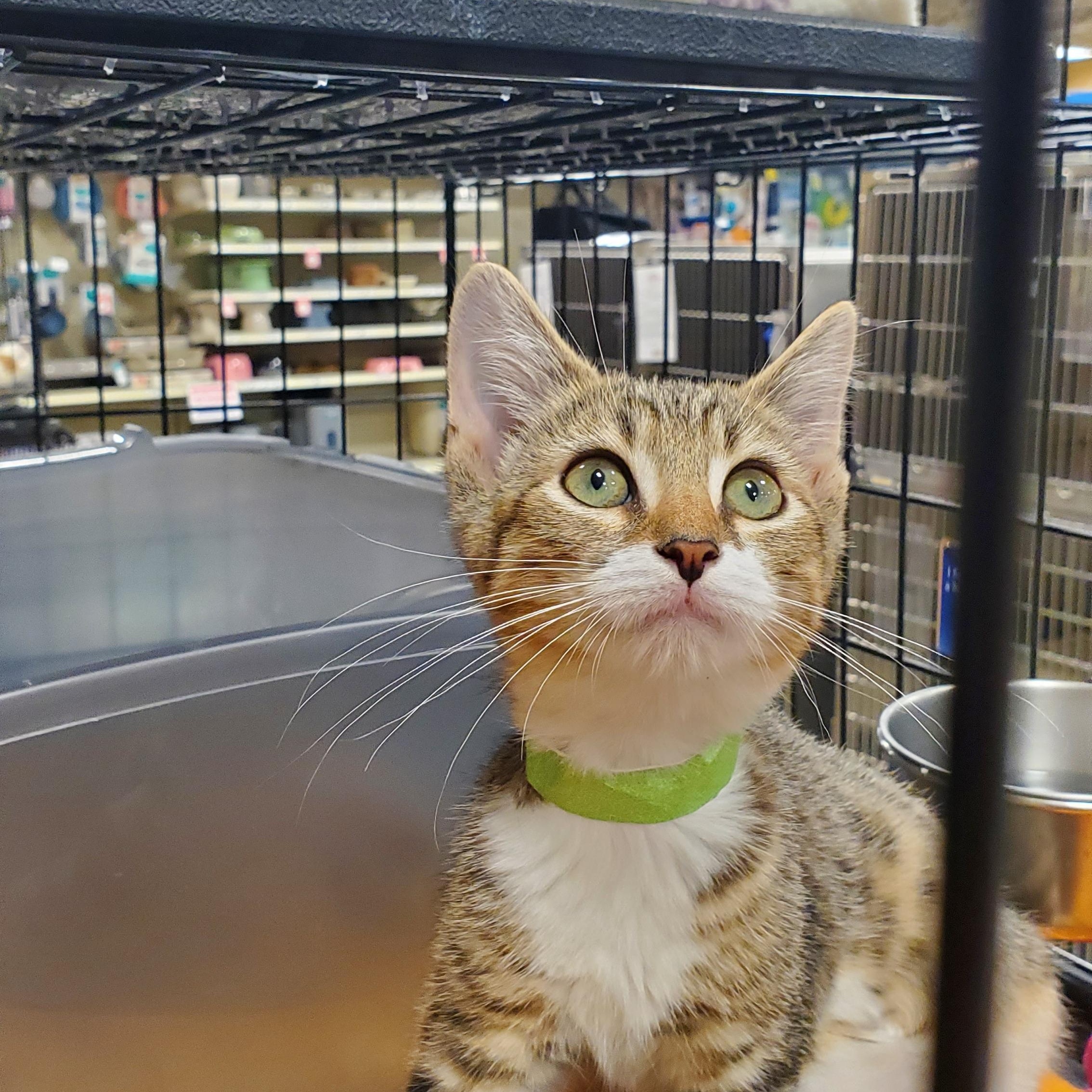 Lennie, ADOPTABLE, Kitten Male Tabby.