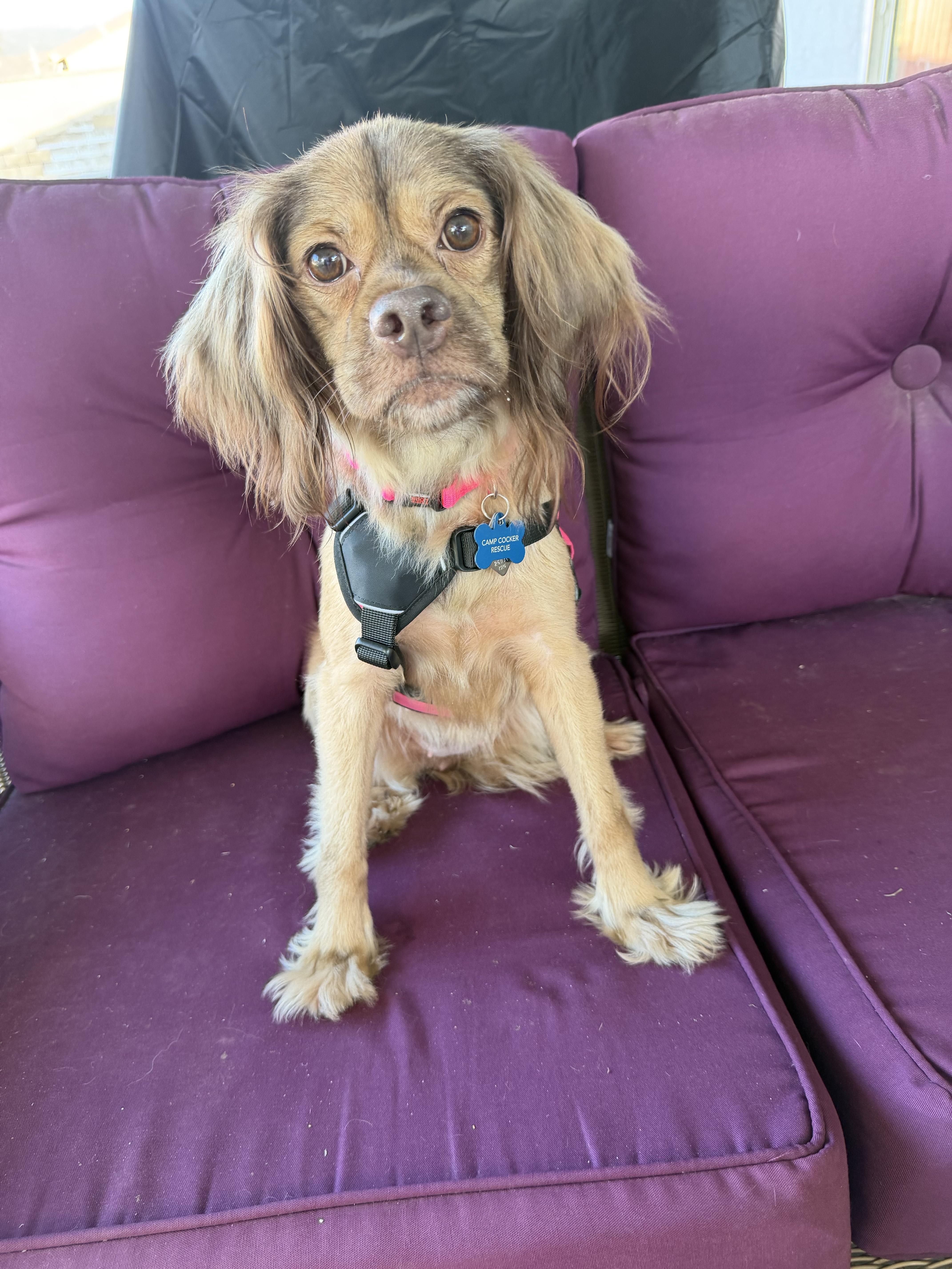 Ginger, adopted, Adult Female Cocker Spaniel.