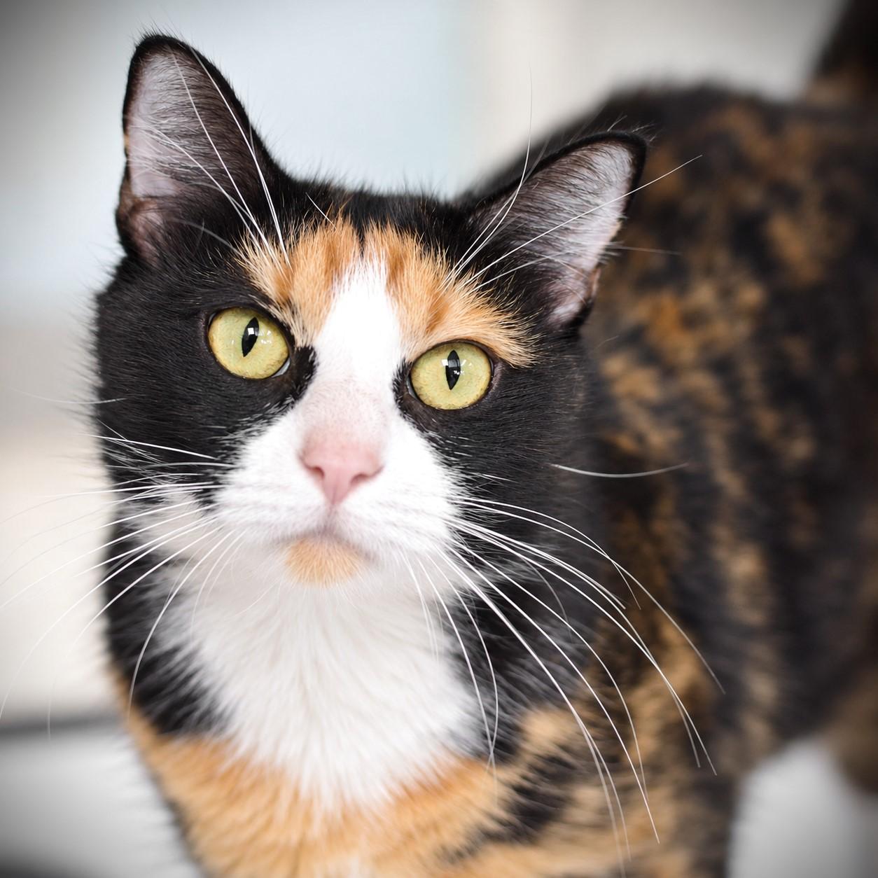 Doja Cat, Adopted, Adult Female Domestic Short Hair.