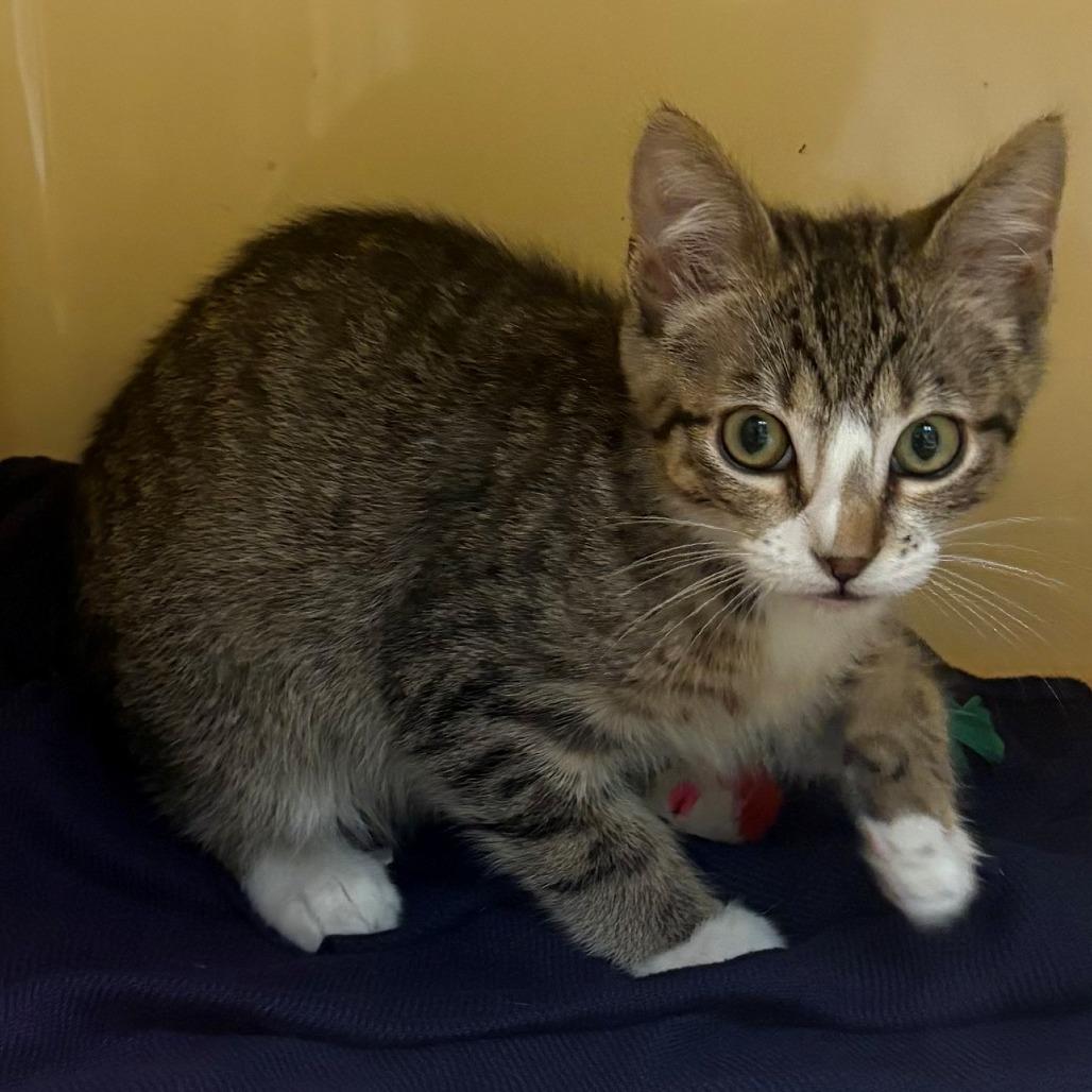 Cloud, Adoptable, Kitten Male Domestic Short Hair.