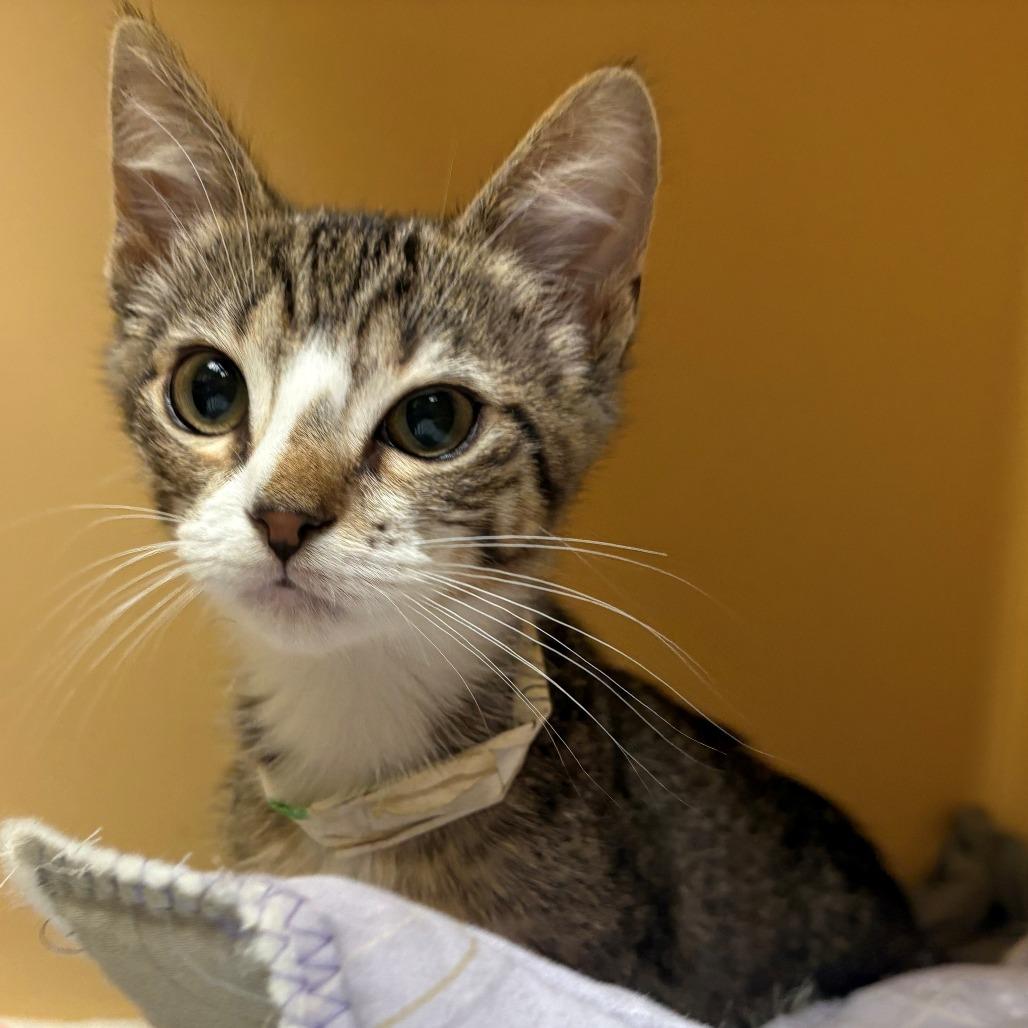 Cloud, a Adoptable Domestic Short Hair in East Hanover, NJ image 2/4