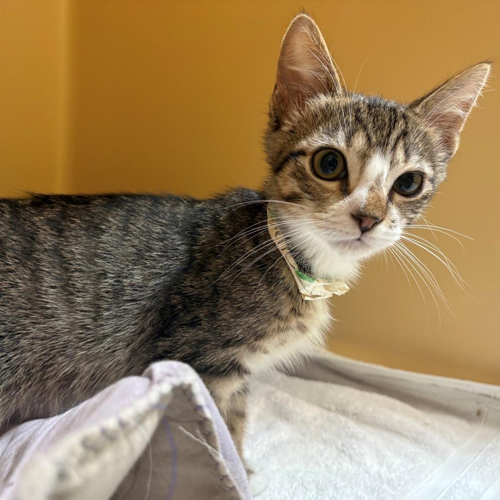 Cloud, a Adoptable Domestic Short Hair in East Hanover, NJ image 3/4