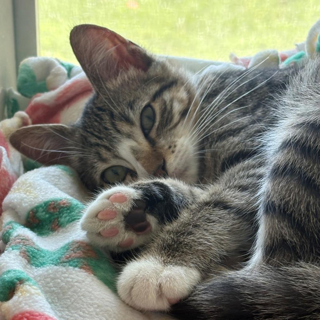 Cloud, a Adoptable Domestic Short Hair in East Hanover, NJ image 4/4