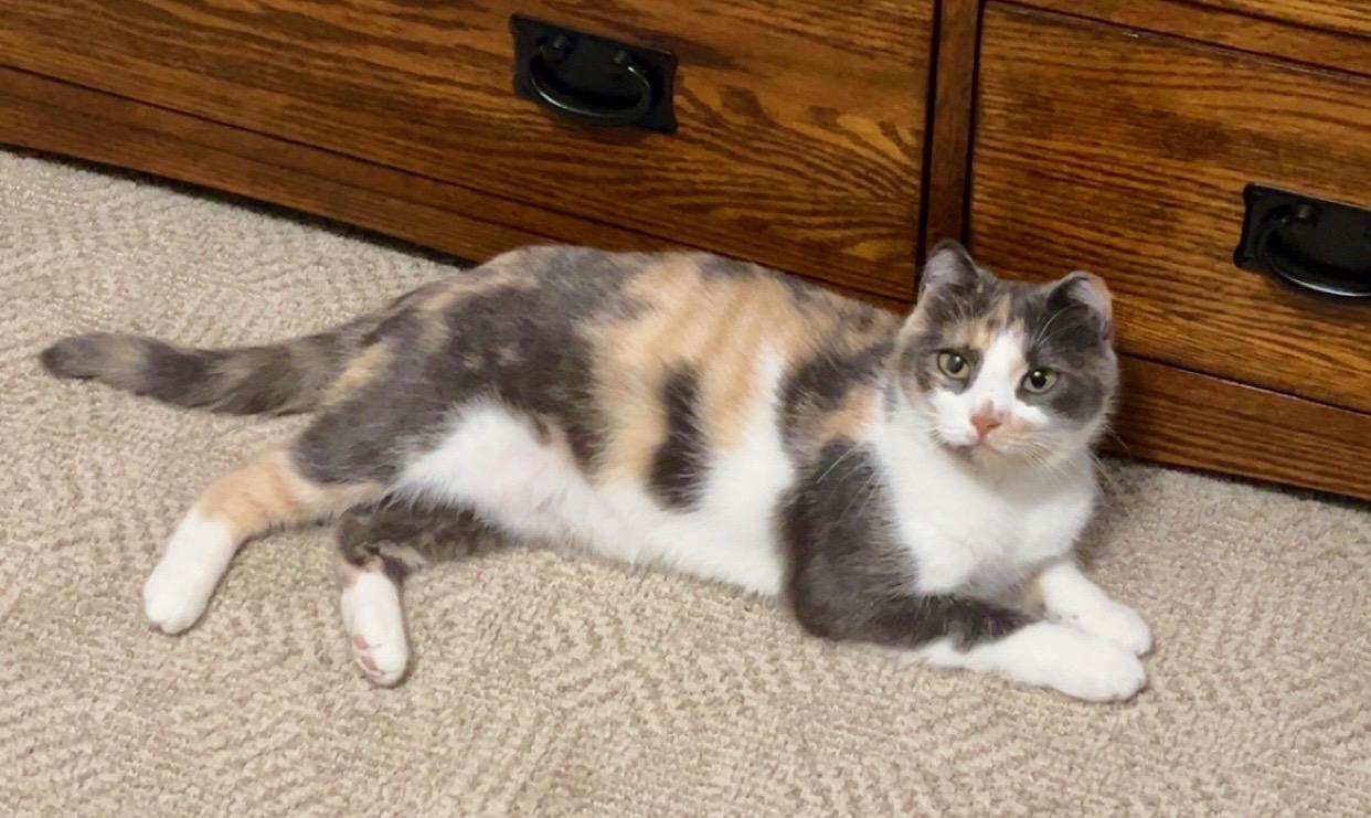 Jill, an adoptable Domestic Short Hair in Jamestown, ND, 58402 | Photo Image 1