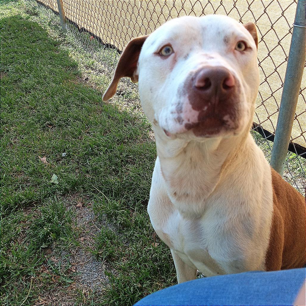 Enlarge Chunk, a Adoptable Pit Bull Terrier in Denison, TX image 1/6