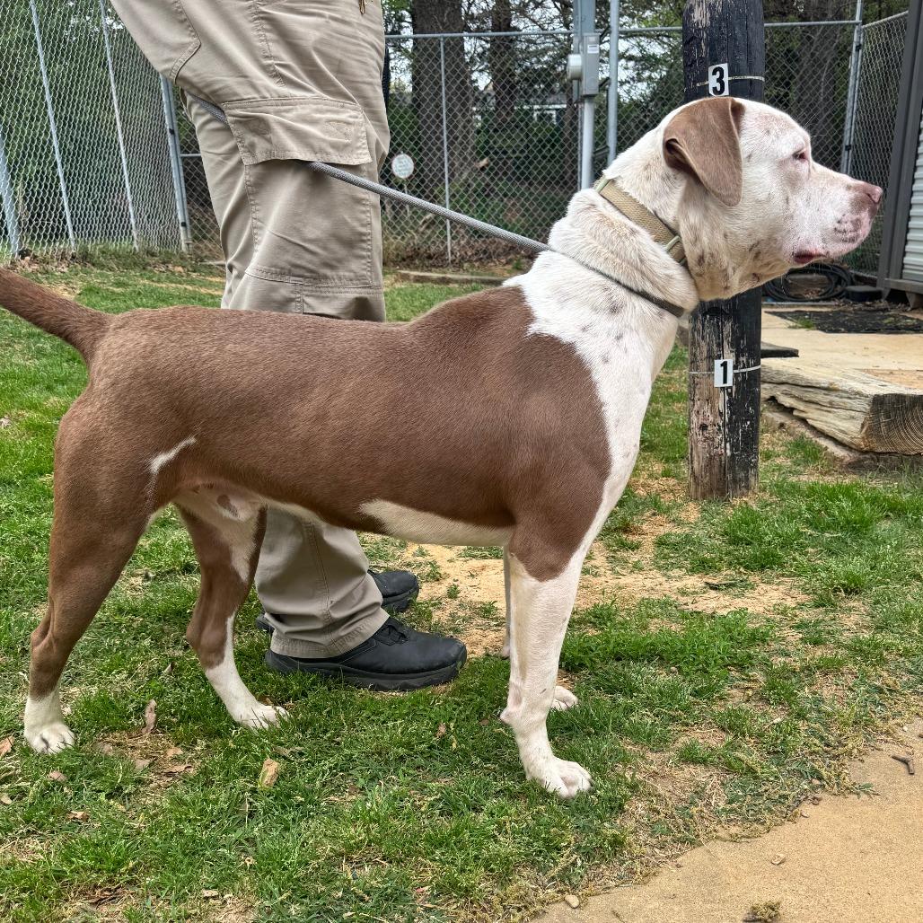 Enlarge Chunk, a Adoptable Pit Bull Terrier in Denison, TX image 3/6