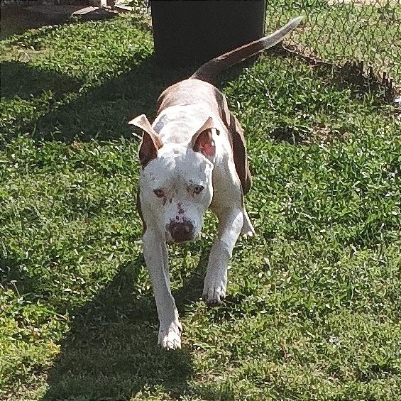 Enlarge Chunk, a Adoptable Pit Bull Terrier in Denison, TX image 4/6